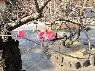 中の島梅