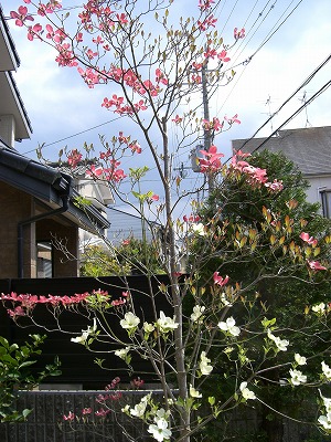 京都 嵐山温泉 旅館 花筏 不思議なハナミズキ