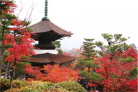 常寂光寺/Jojakkoji Temple