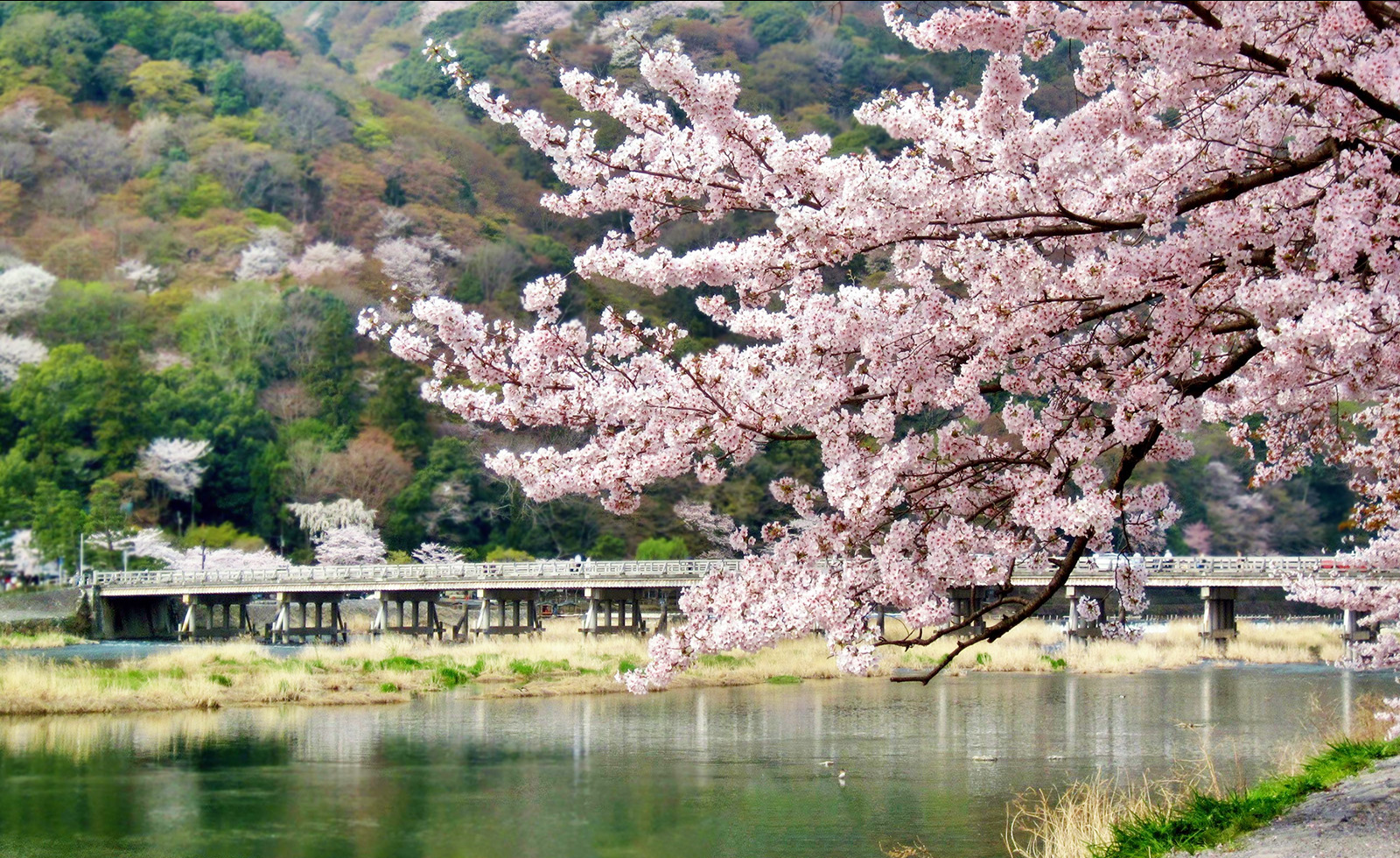 嵐山温泉 彩四季の宿 花筏