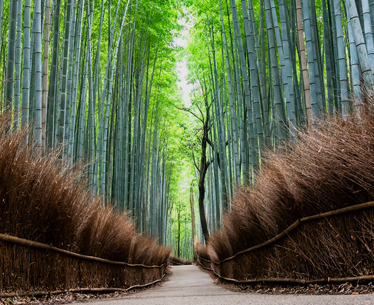 竹林の小径
